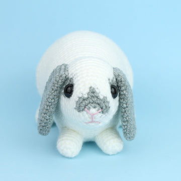 Mini Lop rabbit