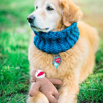 Canine Consort