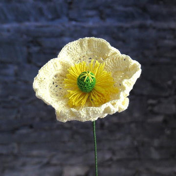 Poppy flanders oriantal or icelandic