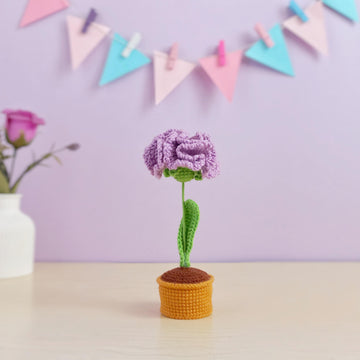 Carnation flower