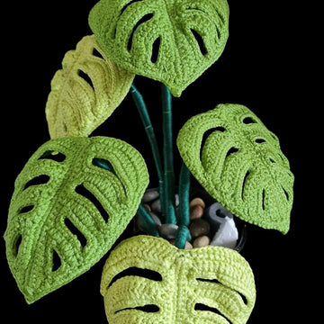Monstera  Swiss Cheese plant