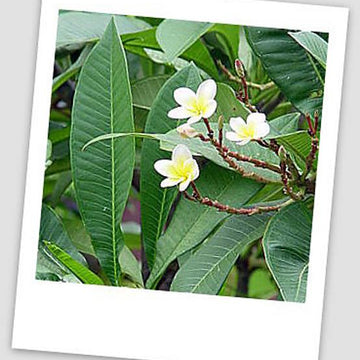 Frangipani Mini Blossoms and Leaves Lace Knit Scarf