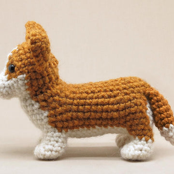 Choppie the Corgi