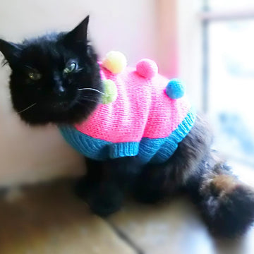 Jester Dog Coat