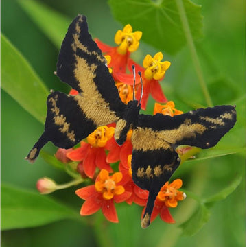 Amazonian butterflies