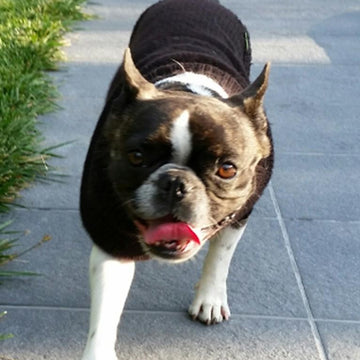 Knitting Pattern Dog Sweater LILO | French Bulldog Jumper | Pet Knitwear PDF