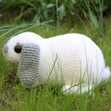 Mini Lop rabbit