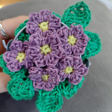 African violet