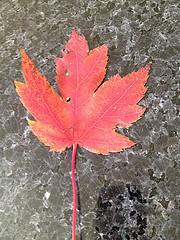 Maple Leaf Touque