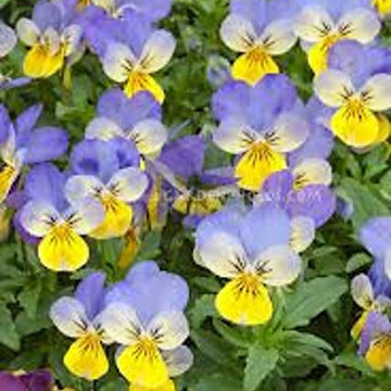Little Pansies