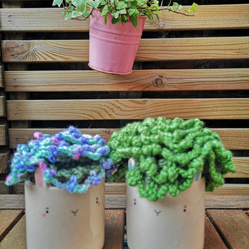 Sea Dragon succulent