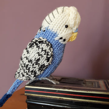 Sparky the Budgie parakeet