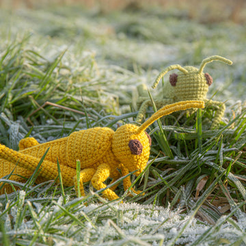 Grasshopper