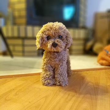 Poodle dog standing