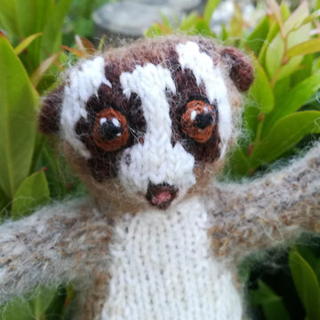 Slow loris