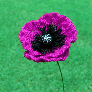 Poppy flanders oriantal or icelandic