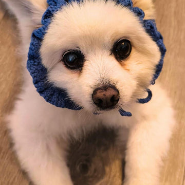 Cutie Pet Headband