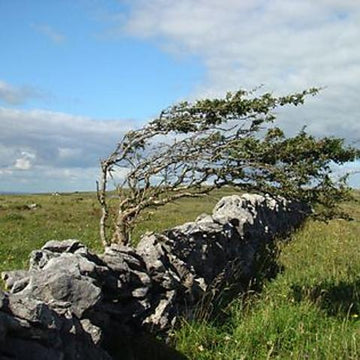 Windswept Trees
