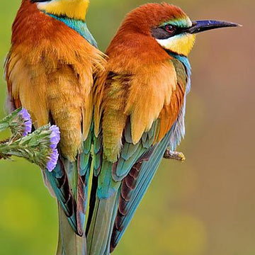 Bee eaters