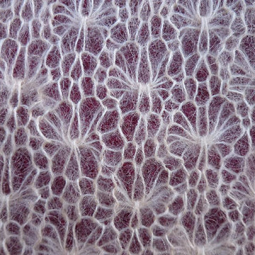 Brioche Architecture