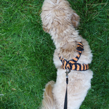 Halloween Dog Harness