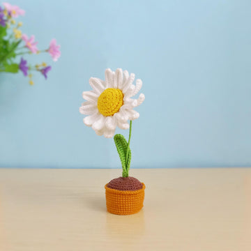Daisy Flower
