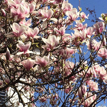 Notice (spring)