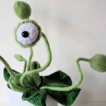 Cyclops Pot Plant