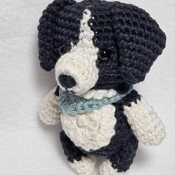 Border Collie Dog