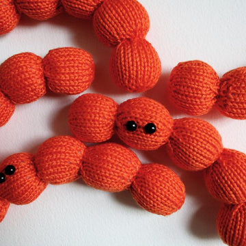 Streptococcus Chain