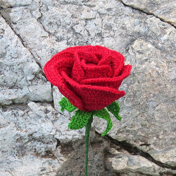 Rose half open bud