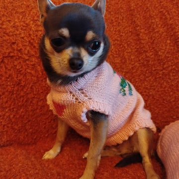 Pull Rosemary pour petit chien