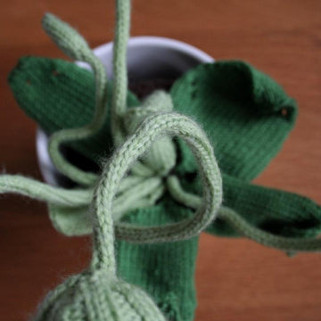 Cyclops Pot Plant