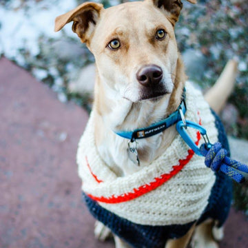 Ready to Roam Dog Sweater