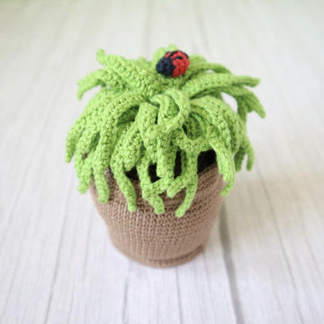 Garden Plants, Flowers and Bugs