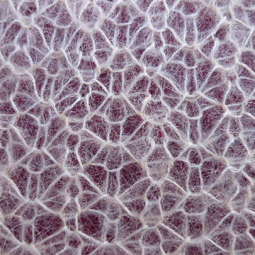 Brioche Architecture