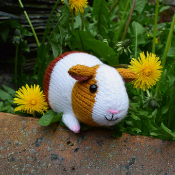 Gordon the Guinea Pig