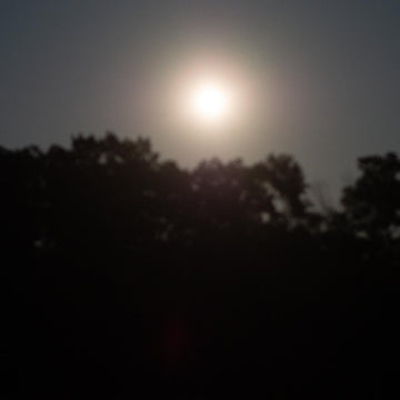 Moonlit Romp