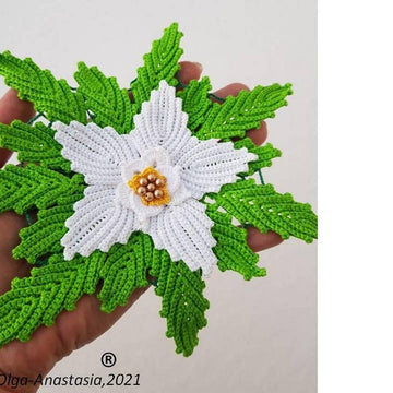 Poinsettia  white