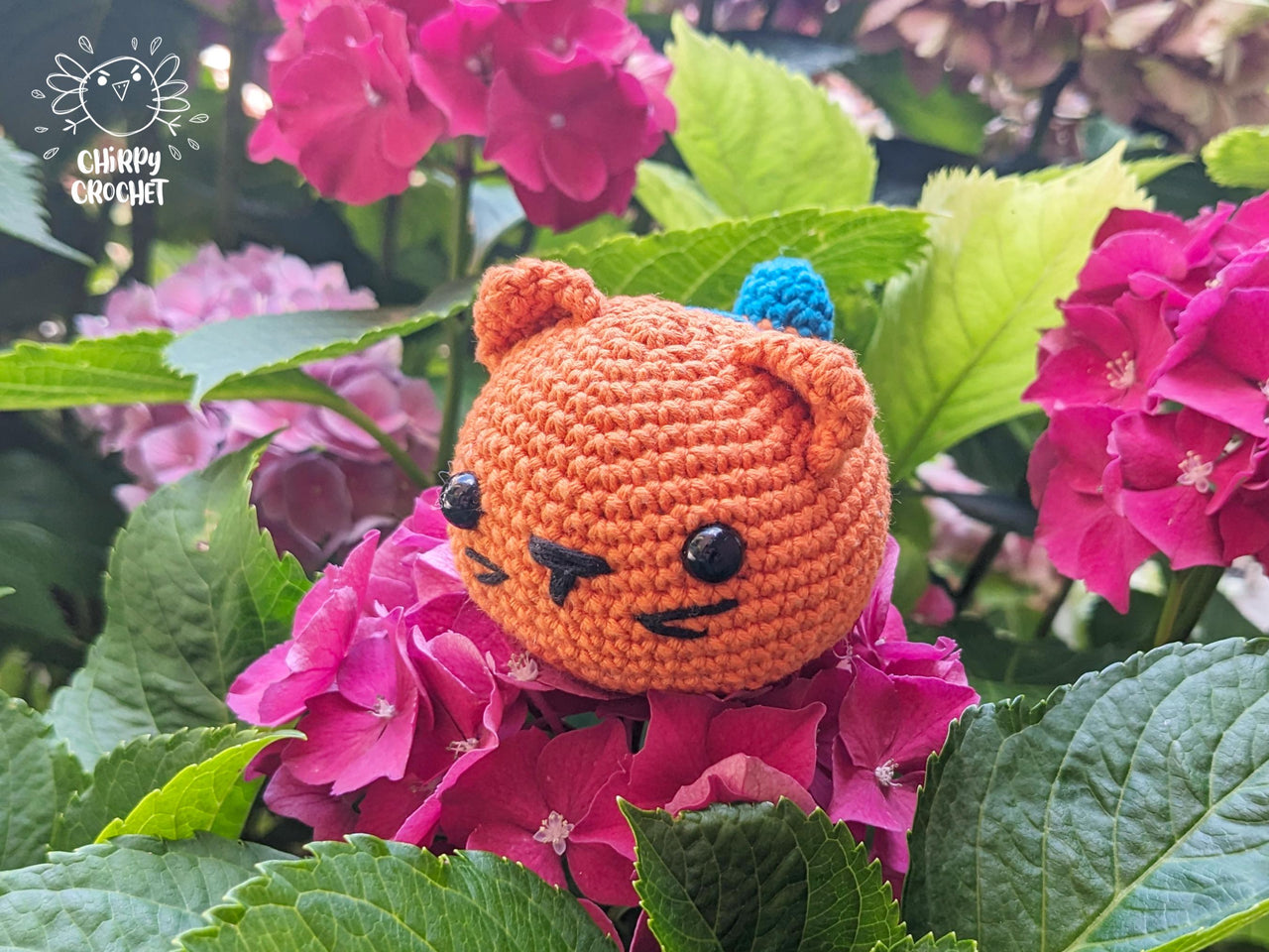 Semola, the Orange Cat