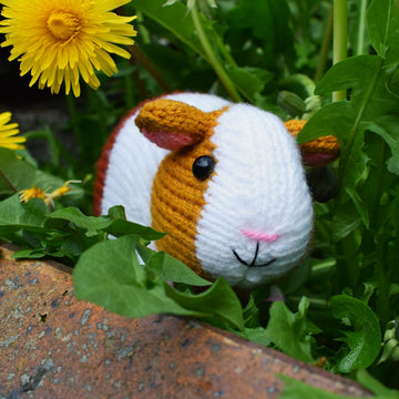 Gordon the Guinea Pig