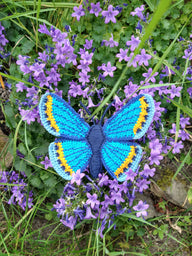 Karner Blue Butterfly
