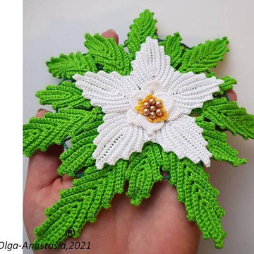 Poinsettia  white