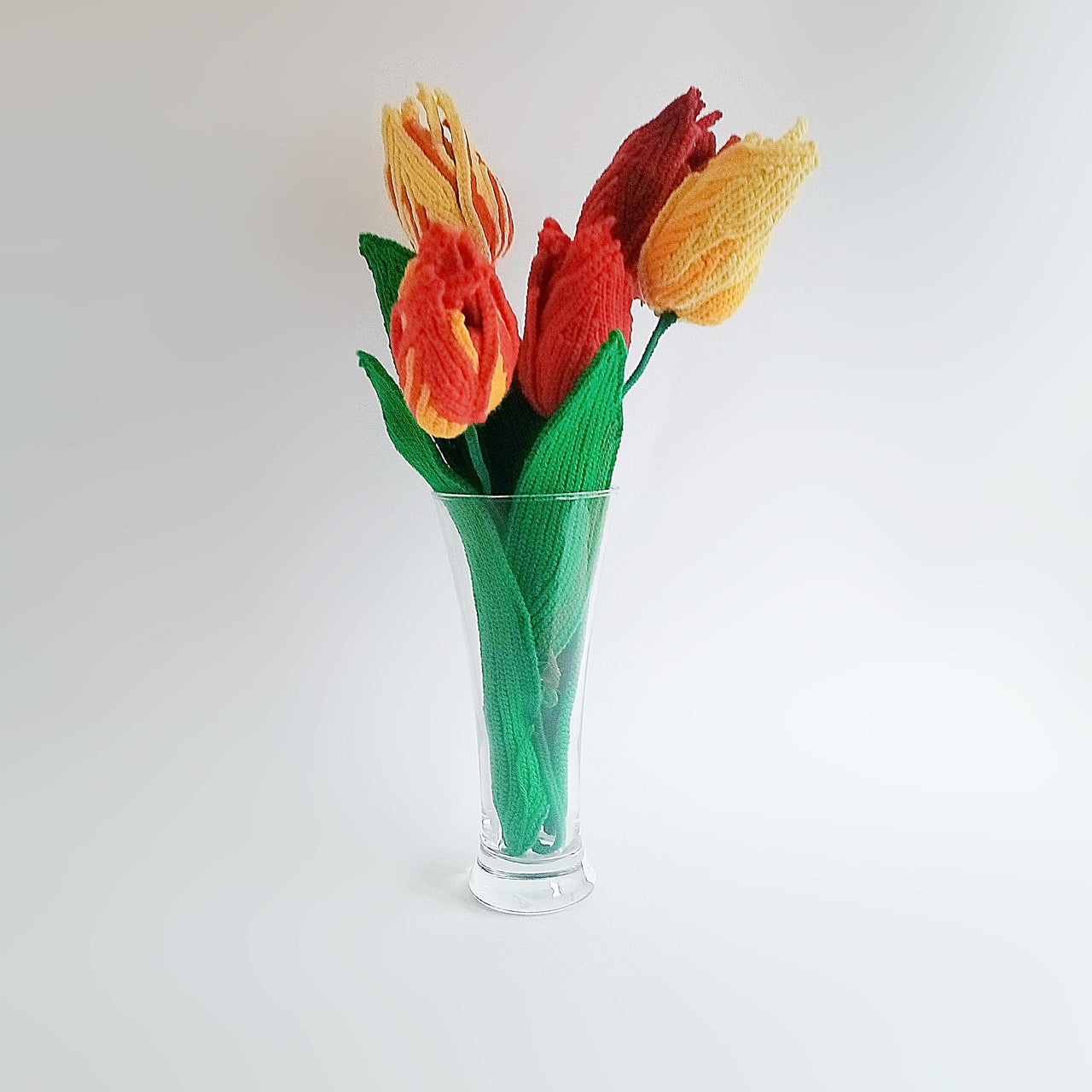 Bicolor Tulip
