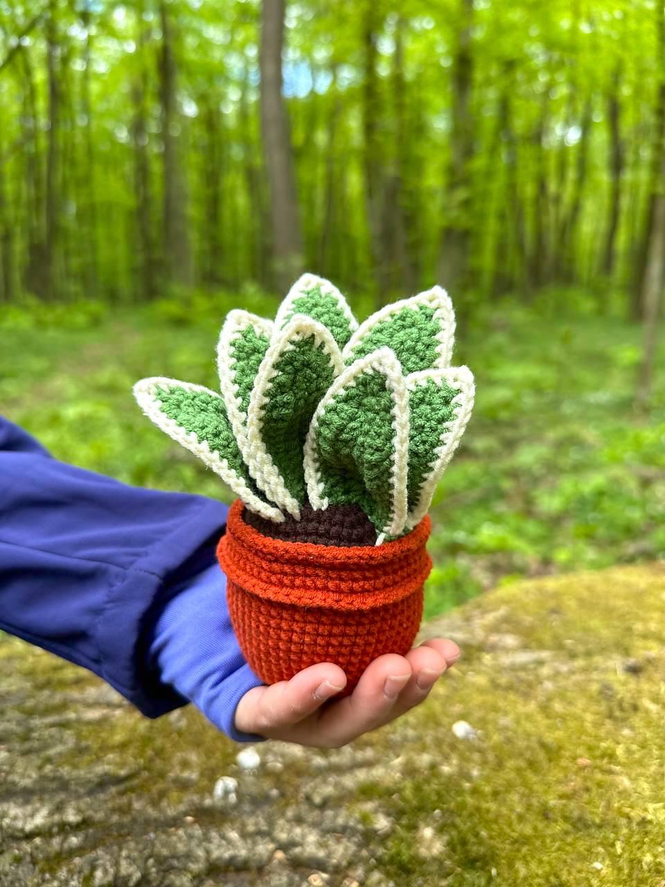 Potted Sansevieria