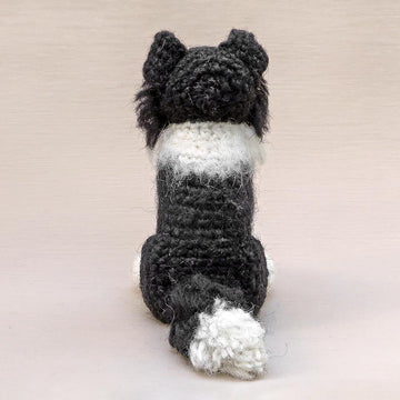 Finnly the Border Collie