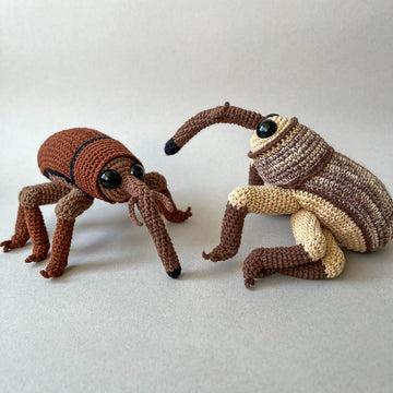 Acorn Weevil