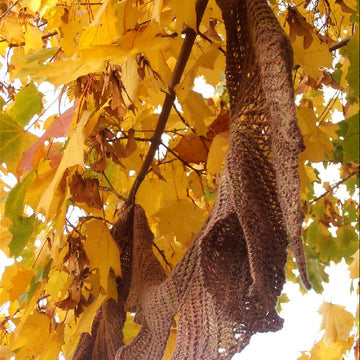Sycamore scarf