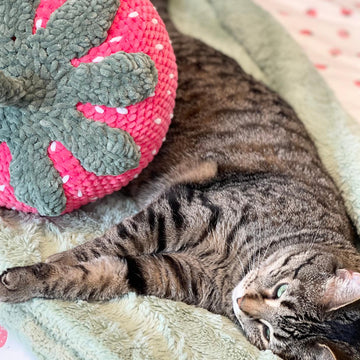 Giant Strawberry Pillow