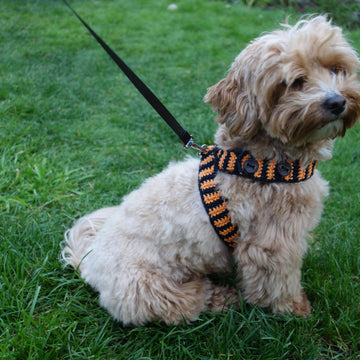 Halloween Dog Harness